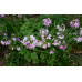 Primula sieboldii 'Momiji Bashi'