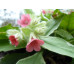 Pulmonaria rubra 'Rachel Vernie'