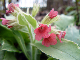 Pulmonaria rubra 'Rachel Vernie'