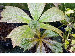 Rodgersia podophylla 'Donard Form'