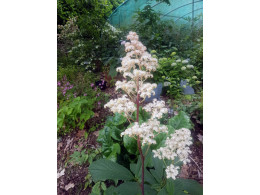 Rodgersia 'Green Jade Mountain'