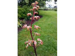 Rodgersia pinnata 'Hercules'