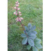 Rodgersia pinnata 'Hercules'