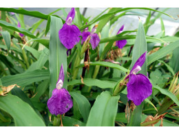 Roscoea auriculata