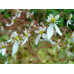 Saxifraga stolonifera 'Hsitou Silver'