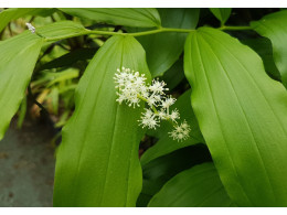 Smilacina racemosa 