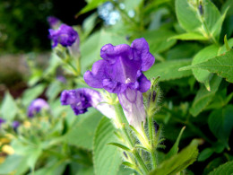 Strobilanthes attenuata ssp. nepalensis