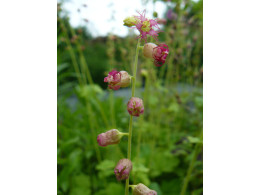 Tellima grandiflora