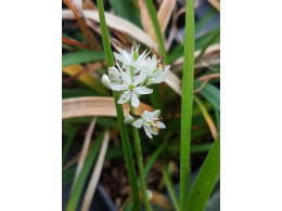 Tofielda glutinosa ssp. japonica