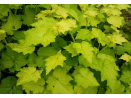 Tolmiea menziesii 'Cool Gold'