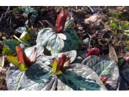 Trillium sessile