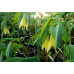 Uvularia grandiflora