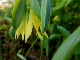 Uvularia grandiflora