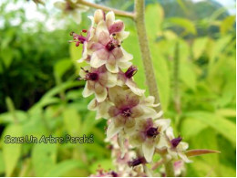 Veratrum maackii