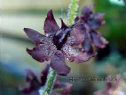 Veratrum maackii var. japonicum