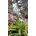 Ypsilandra thibetica