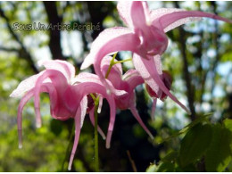 Epimedium 'Akagaki Sakura'