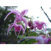 Epimedium 'Akagaki Sakura'