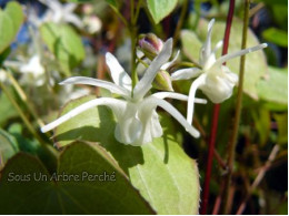 Epimedium x youngianum 'Azusa'