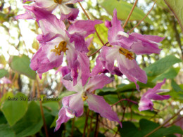 Epimedium 'Beni Kujaku'