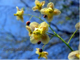 Epimedium pinnatum ssp colchicum 'Black Sea'