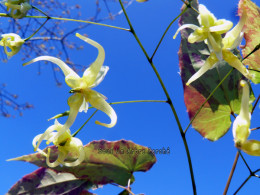 Epimedium chlorandrum