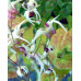 Epimedium 'Domino'