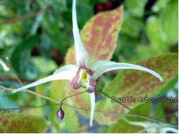 Epimedium 'Domino'