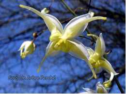 Epimedium 'Egret'