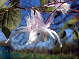 Epimedium 'Fubuki Genpei'