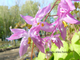 Epimedium 'Fukujuji'