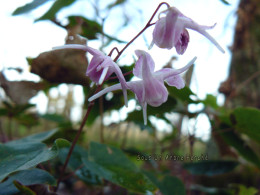 Epimedium 'Hagoromo no mai'