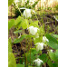 Epimedium 'Hakubai'