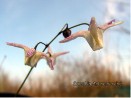 Epimedium 'Hana Fubuki'