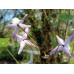 Epimedium 'Hana Fubuki'