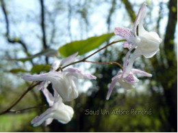 Epimedium 'Hime Shirohana'