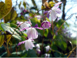 Epimedium 'Hina Matsuri'