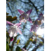 Epimedium 'Hina Matsuri'