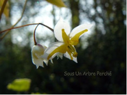 Epimedium 'Mandarin Star'