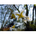 Epimedium 'Mandarin Star'