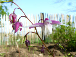 Epimedium grandiflorum 'Mukawa genpei'