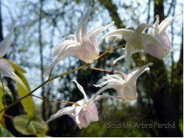 Epimedium 'Perrine's White'