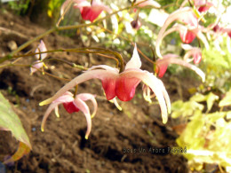 Epimedium 'Pink Champagne'