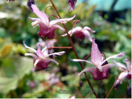 Epimedium 'Pink Elf'