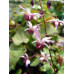 Epimedium 'Pink Elf'