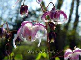 Epimedium 'Sakura Maru'