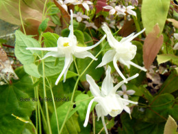 Epimedium 'Shiraito'