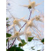 Epimedium grandiflorum 'Shiratama'