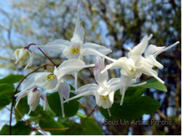 Epimedium grandiflorum 'Shiratama'