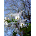 Epimedium grandiflorum 'Shiratama'